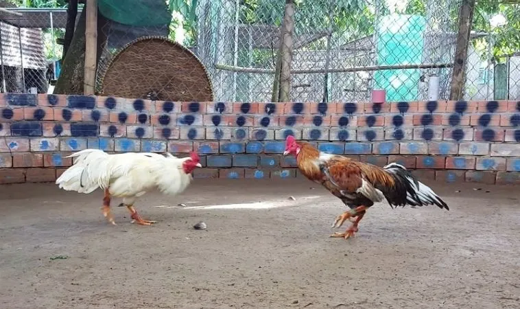 Khám Phá Cách Chơi Đá Gà GA28 Tại Mu88 Hiệu Quả Nhất 2 Cách chơi Đá Gà GA28 tại Mu88