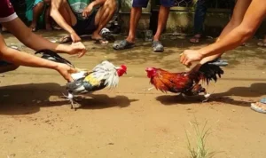 đá gà WS168 tại Mu88