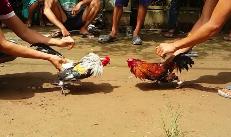 đá gà WS168 tại Mu88